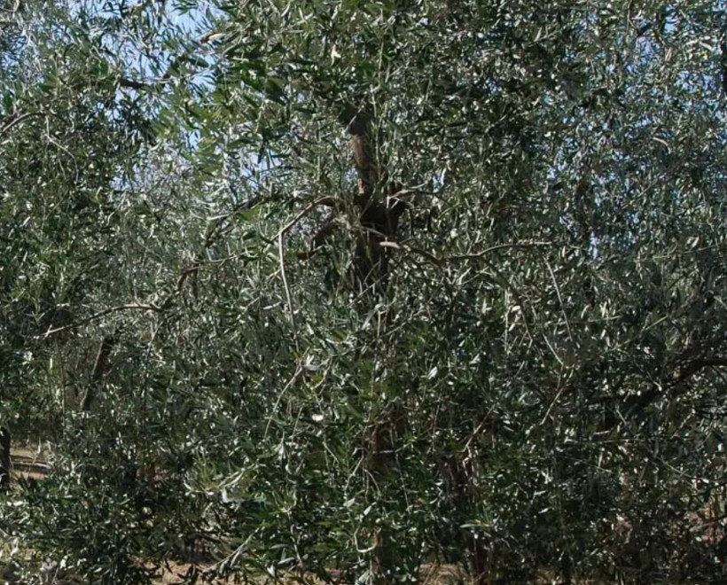 Olio extravergine toscano di oliva nuovo
